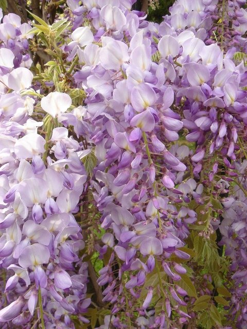 Wisteria sinensis